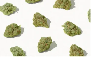 Screen-Shot-2022-08-10-at-12.16.17-PM